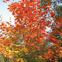 Maple Tree