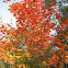 Maple Tree