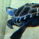 Diamondback Terrapin