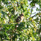 Northern Cardinal