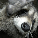 Raccoon