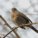 Fox Sparrow