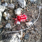 Red Velvet Mite