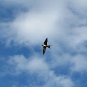 Barn Swallow