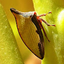 Treehopper