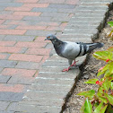 Feral pigeon