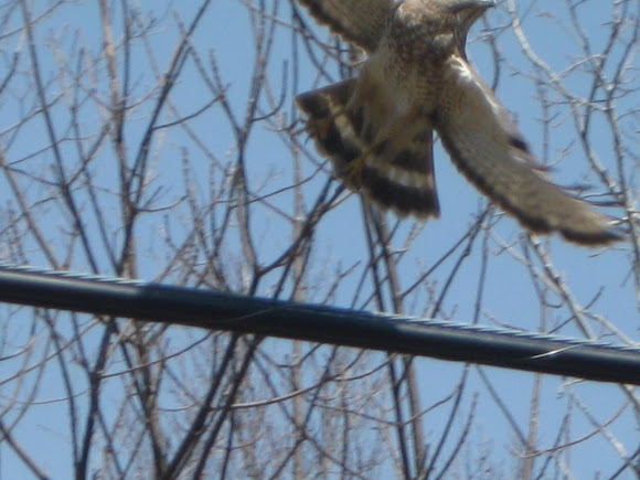 Spotting Image 1