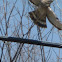 Northern Harrier