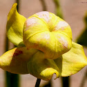 Yellow pitcher plant