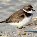 Semipalmated plover