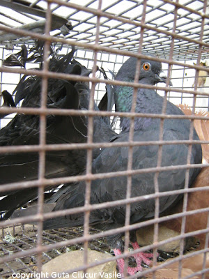 black fantail hen pigeon nr.2