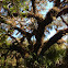 Resurrection Fern