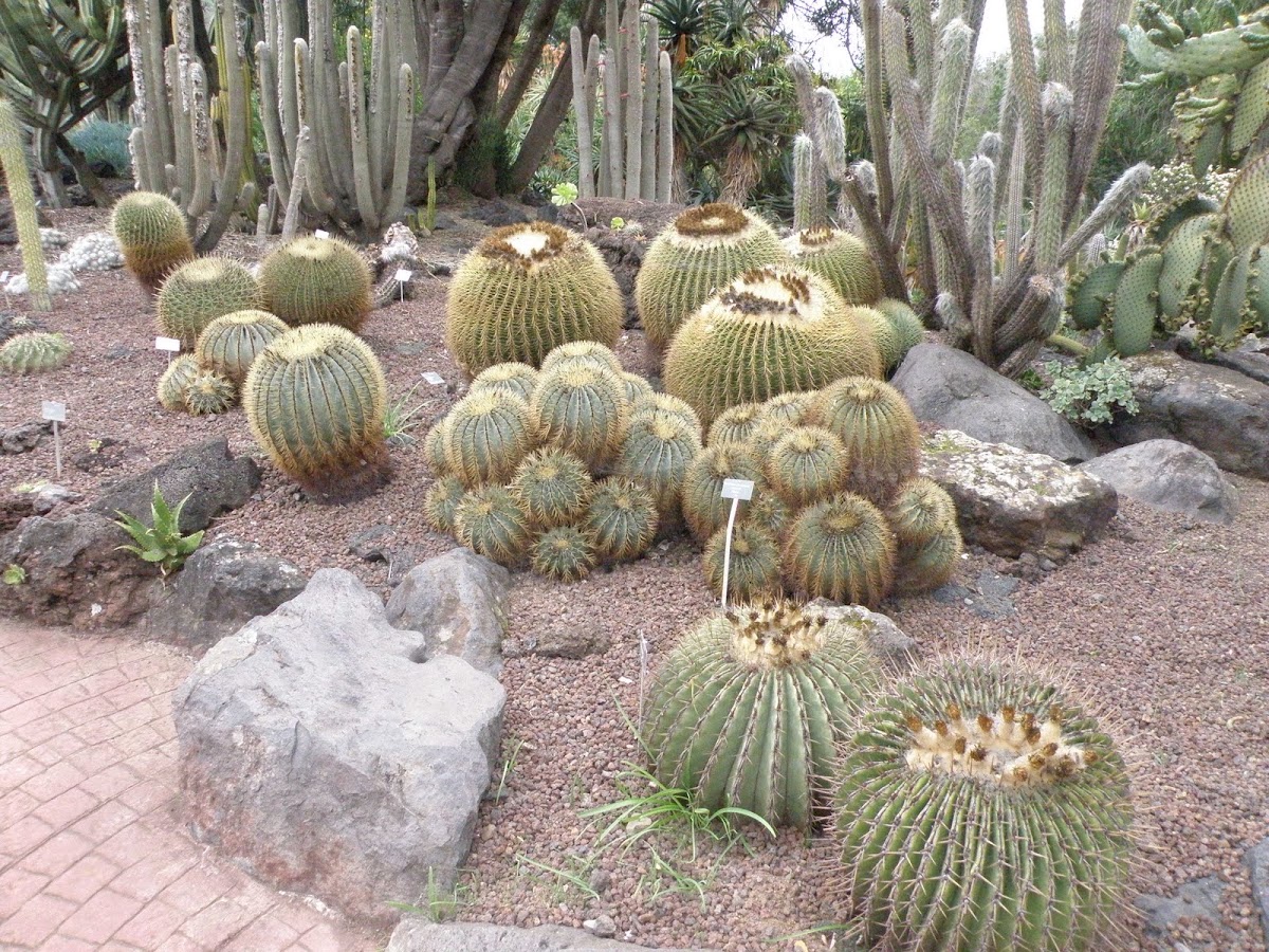 Golden Barrel Cactus
