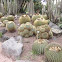 Golden Barrel Cactus