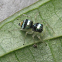 multi-coloured phintella