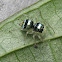 multi-coloured phintella