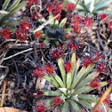 Drosera petiolaris