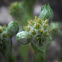 Sedum