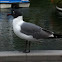 Black Headed Gull