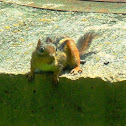 Eastern Chipmunk