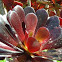 Black Aeonium