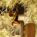 Bullock's Oriole