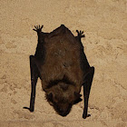 Big Brown Bat