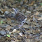 Brown Thrasher