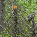 Coastal Great Horned Owl