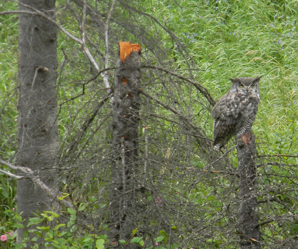 Spotting Image 1