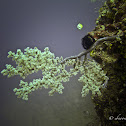 Soft Tree Coral, Cherry Blossom Coral
