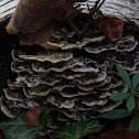 Turkey Tail
