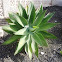 Agave attenuata