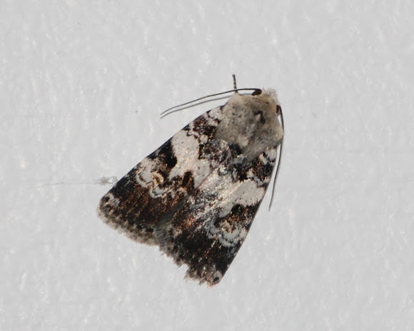 Spotting Image 1