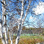 Paper birch