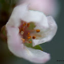 Chinese Bush cherry