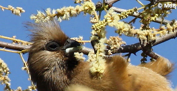 Spotting Image 1