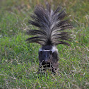 Striped Skunk