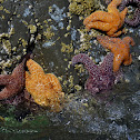 Starfish