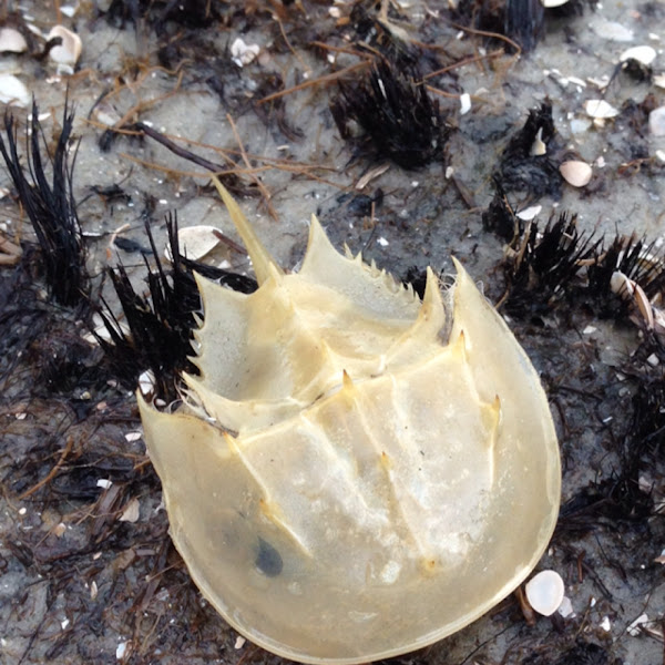 Horse shoe crab molt Project Noah
