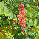Virginia Creeper