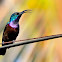 Lorten's Sunbird