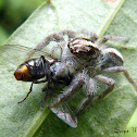 Jumping spider