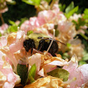 Bumblebee