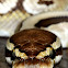 Ball Python