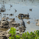 Yellow-crowned Night-Heron