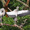 Asian Openbill