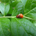 Multicolored Asian Lady Beetle