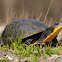 Blandings Turtle