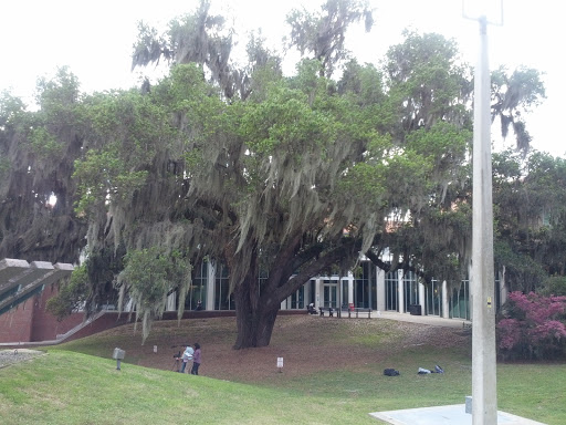 Heritage Oak Tree